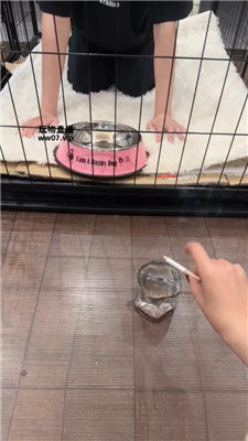 【佳禾】圈养狗笼-狗盆喂食-赏赐洗澡水 JS250325-37