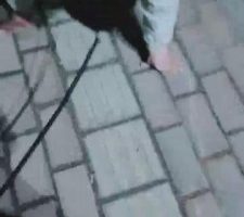 【魅影女神】饭后遛遛狗虐虐 bf7601