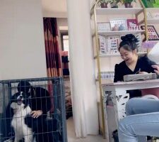 【二宝】真实-美甲店当着技师的面玩狗/关狗笼/强迫喝洗脚水 bf25638