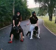 【魔鬼天使】户外公园带表妹骑马遛狗/舔鞋底耳光 bf30844