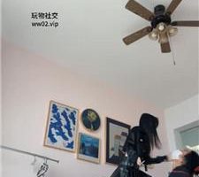 【莫吉托】姐妹花-五花大绑/掐脖/长靴踢踹/踩踏/耳光【双视角版】bf44716